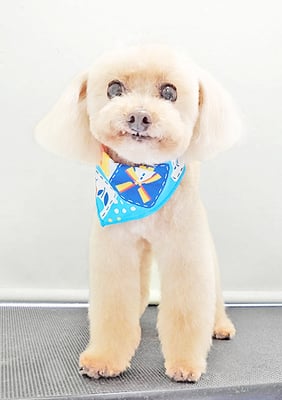 野口ティガちゃん