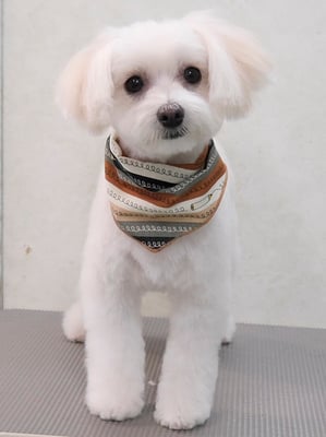 中山マルちゃん