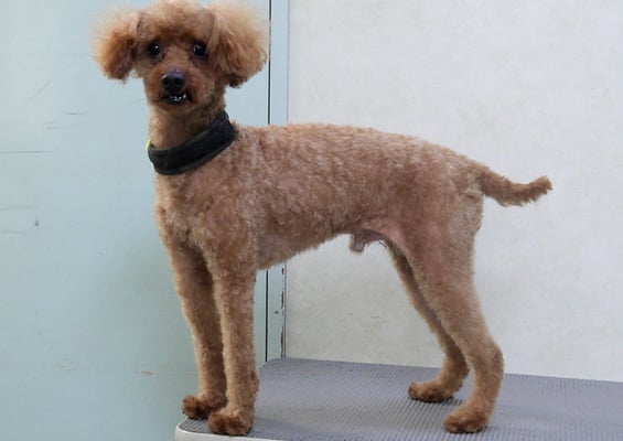 前田ソルファちゃん