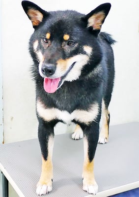 貴島ボタンちゃん