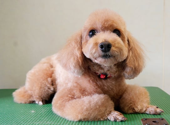 小野ハナちゃん