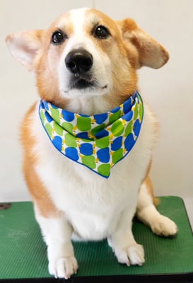 西方レオちゃん