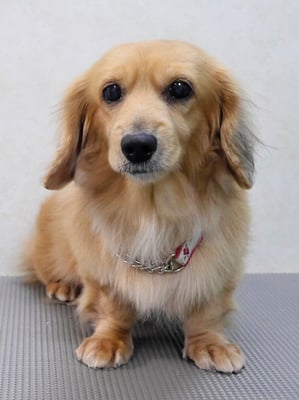 西山アニーちゃん