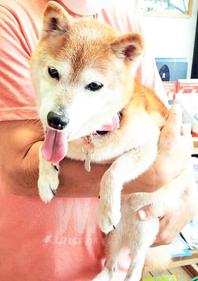 藤井リンちゃん