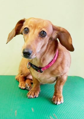 別府モモちゃん