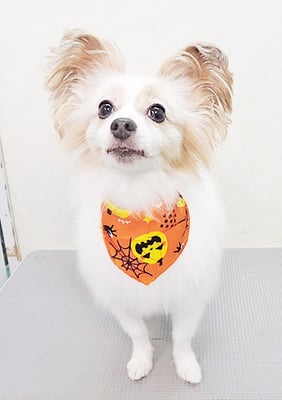 池田ラウルちゃん