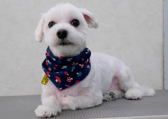 山口フウタちゃん