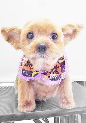 冨松すももちゃん