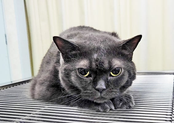 土屋ずずちゃん