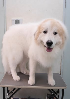 田代メイちゃん