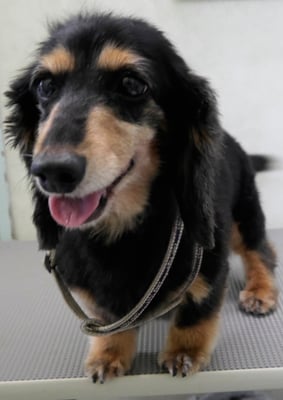 斉野平サンジちゃん