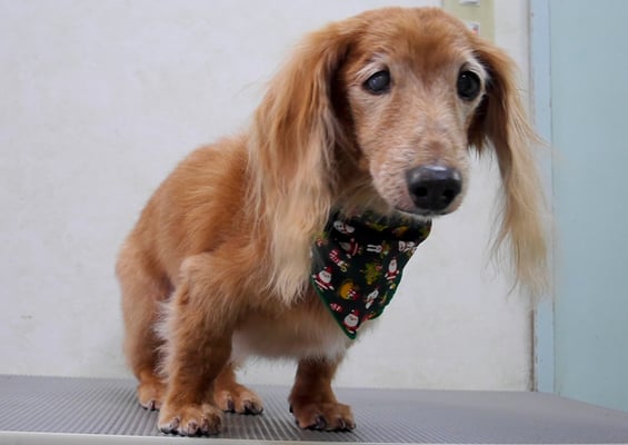 宮元マロンちゃん