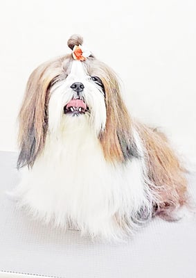 眞邉モモちゃん