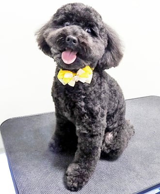 本坊ダノちゃん