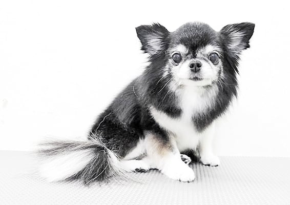 八木クロちゃん