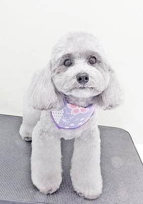 田中ロビンちゃん