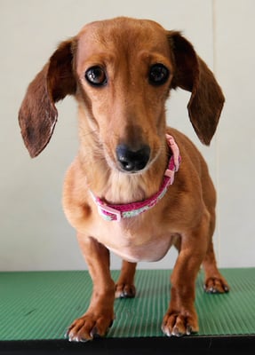 別府モモちゃん