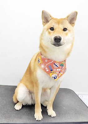 玖須ルビーちゃん