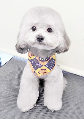 宮元まるちゃん