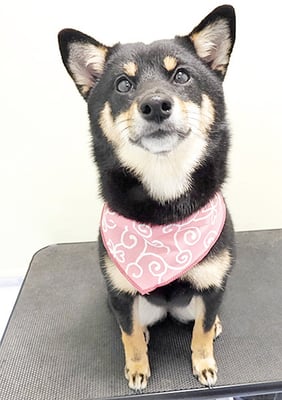 登あんこちゃん