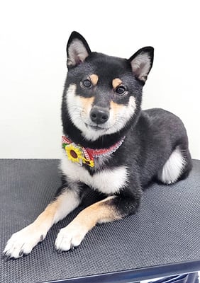 西元風子ちゃん