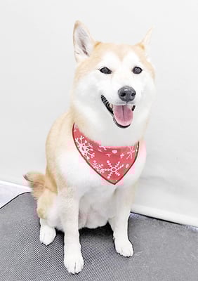 小村ゆずちゃん