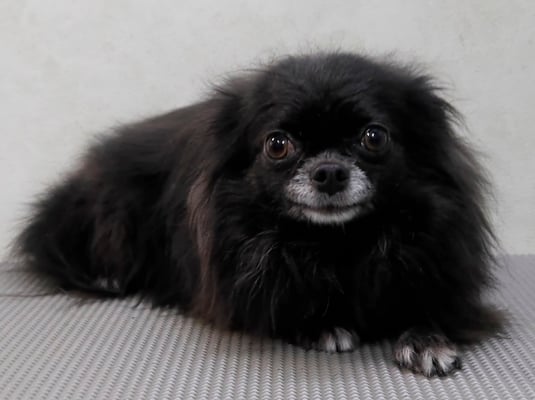 森崎シロちゃん