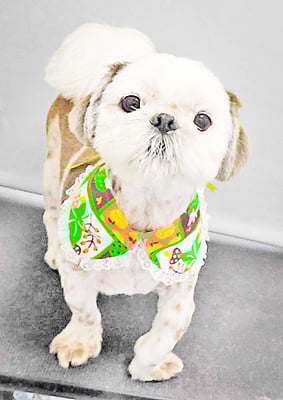 海江田チャ太郎ちゃん