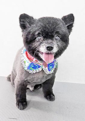 中村ウルルちゃん