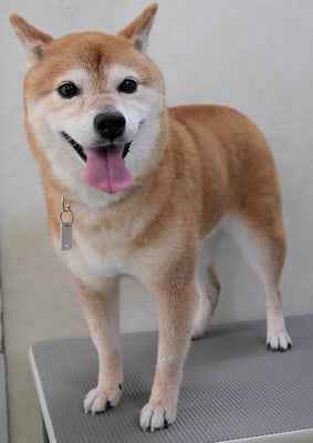 藤井リンちゃん