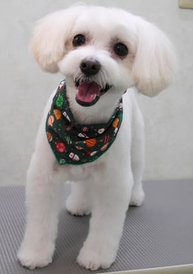 中山マルちゃん