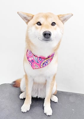 玖須ルビーちゃん