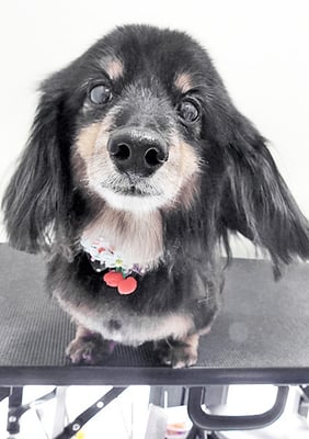 新地ノアちゃん