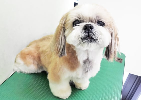 堂園ロンちゃん