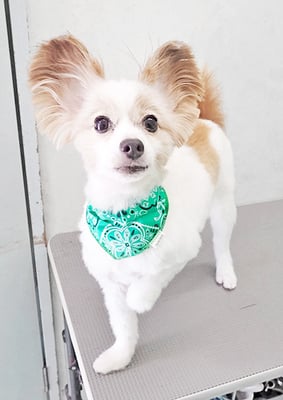 池田ラウルちゃん