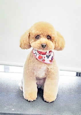 田淵マロンちゃん