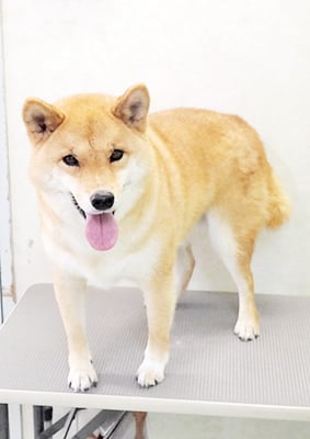 八木アズキちゃん