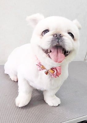 本多かずはちゃん