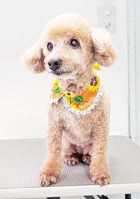 本田ゆめちゃん