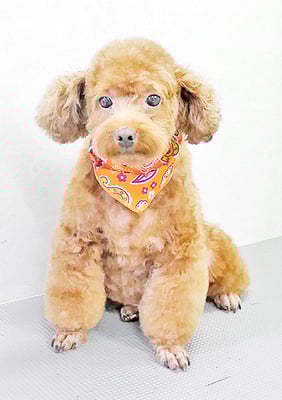 新屋敷コウちゃん