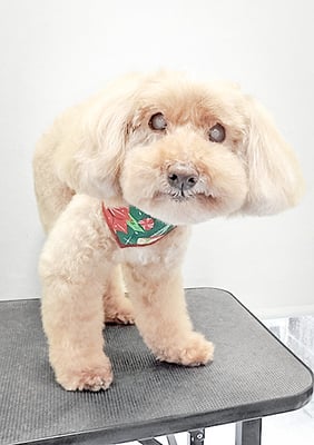 米澤ミントちゃん