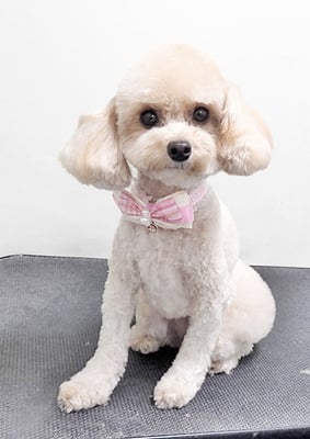 岩元チルちゃん