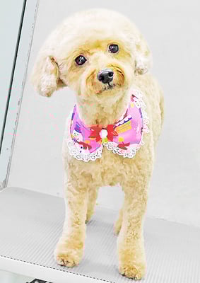 玉利ココちゃん