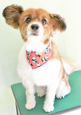 玉利ゆずちゃん