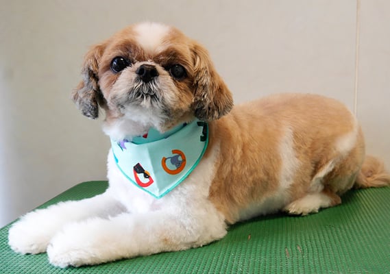 有留コロちゃん