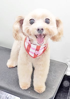 清正メイちゃん