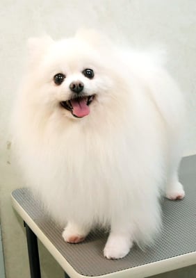 森崎ピュアちゃん