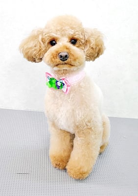 福島ベルちゃん