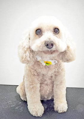 長谷ネネちゃん