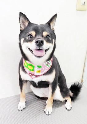 中尾あんずちゃん